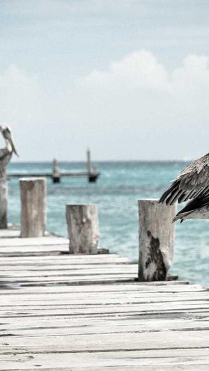 瓠瓜怎么吃截图2