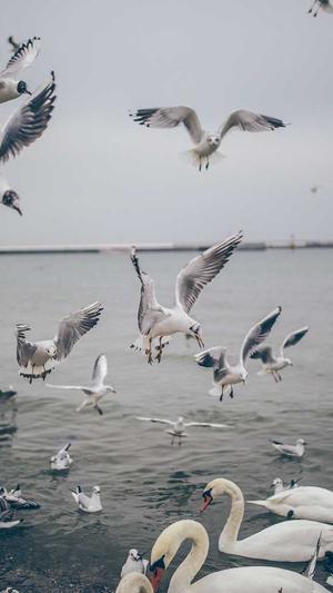 芈十四黑料截图3