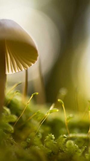 孕妇吃哈密瓜的好处截图3