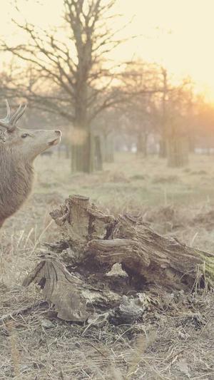 扒爷娱乐圈黑料截图1