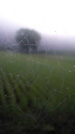 哈密瓜产妇可以吃吗截图1