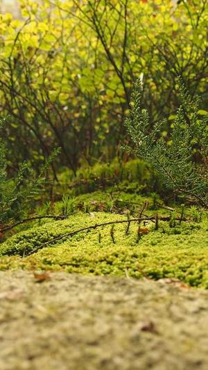 葫芦瓜怎么吃截图3