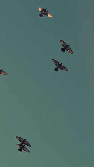 景如洋黑料截图3